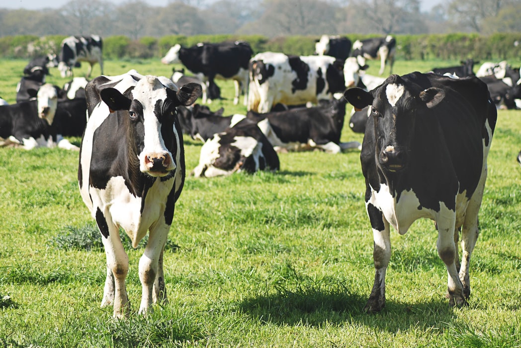 WorldMilkDay's tweet photo. We are kicking off #WorldMilkDay in New Zealand! Good morning to #dairyfarmers–we are thankful for all your hard work in providing nutritious dairy products #ThankACow #EnjoyDairy #BalancedGoodness @Lewisridge_Farm @FedFarmers @Fonterra @DairyNZ @dairy_women @yolofarmernz https://t.co/0TldRYMmmx