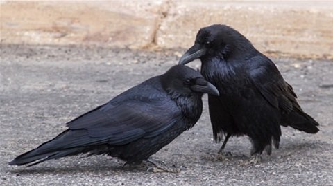 BhaktiFlower's tweet photo. @Sacinandana 🤔👉 Wie komme ich dazu, von den sich zwei liebenden Raben Hugin und Munin Odins Götterboten zu träumen? Was sehe ich da? 🤓✌ Weiss Sacinandana mehr?
https://t.co/KWh6sLJBYv https://t.co/L4Xxtju0iE