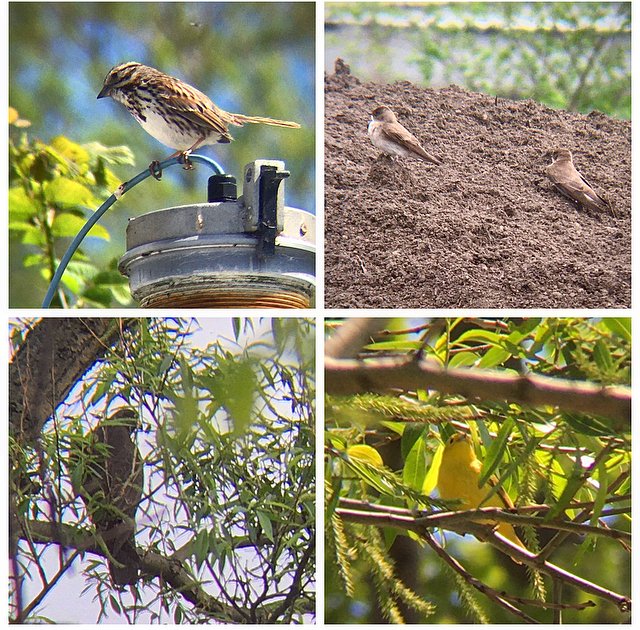 Ontario Place bird notes #32 | Very early mornings for a Peregrine Falcon (first sighting here), Northern Rough-winged Swallows, Yellow Warblers, Song Sparrows, Chimney Swifts, Black-capped Chickadees, and Warbling Vireos  #TOBirdParty