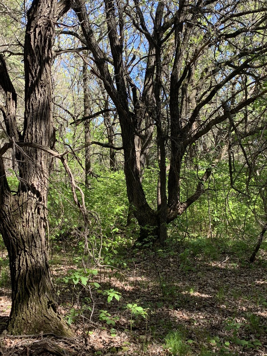 willgoodon's tweet photo. From a walk in the bush yesterday. Lately, Iβve been trying to take pictures of things a bit unusual. I love how trees twist and adapt and still grow strong. #Metis #turtlemountains #sharpelake https://t.co/5sxjdNPqAT