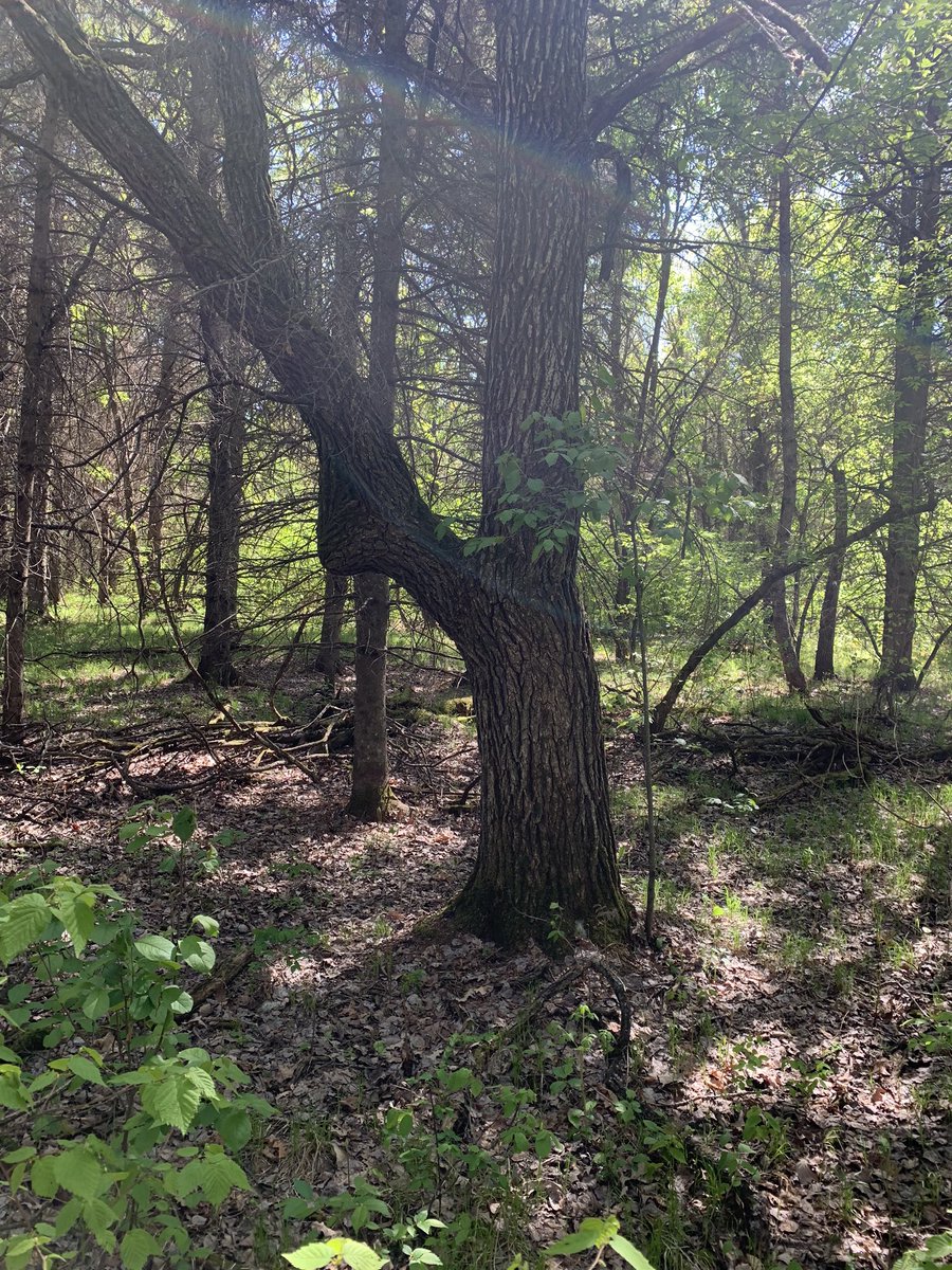willgoodon's tweet photo. From a walk in the bush yesterday. Lately, Iβve been trying to take pictures of things a bit unusual. I love how trees twist and adapt and still grow strong. #Metis #turtlemountains #sharpelake https://t.co/5sxjdNPqAT