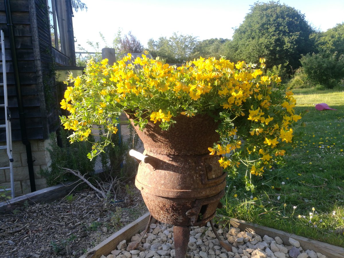 DaveGoulson's tweet photo. Bird's foot trefoil: a lovely wildflower for growing in pots and hanging baskets, attracts heaps of bees, and provides foodplant for common blue butterflies and burnet moths... https://t.co/ROYDhRRfxA