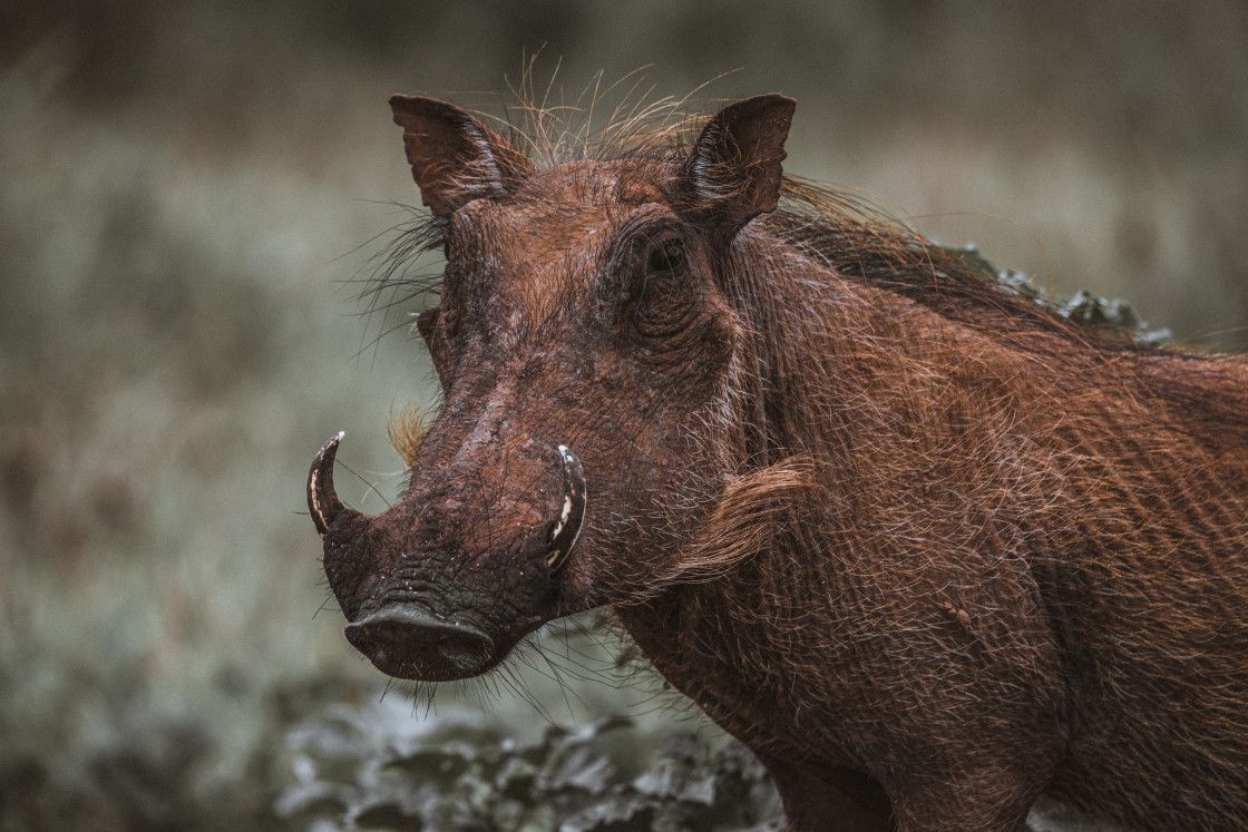 Picfair's tweet photo. 🐗 Majestic 'Warthog Boar' #Portrait captured in Eastern Cape, South Africa from @sentenimages.

Fantastic, Carlo! Well done! 👏

Carlo's Picfair Store: https://t.co/IUjz7SsBEn
📷: https://t.co/POCDvc1hDw https://t.co/OEwc5o9h4R