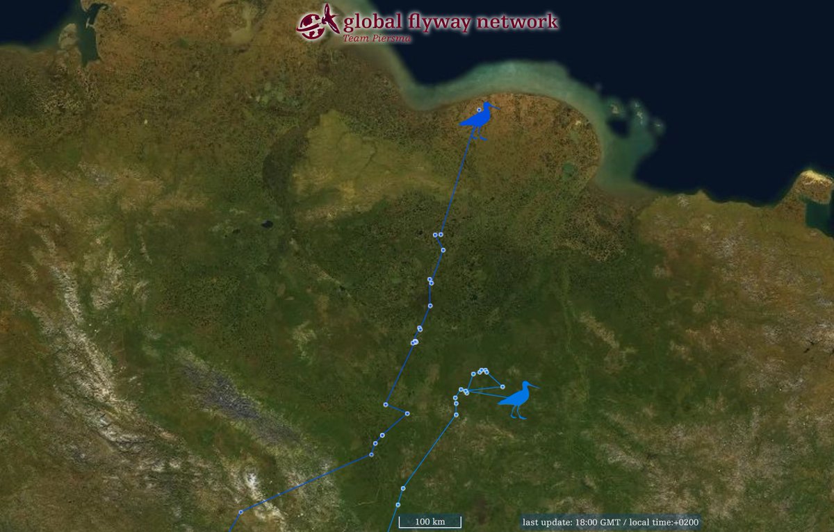 GlobalFlyway's tweet photo. The two bar-tailed #godwits from NW #Australia, 5RBLL staging in #Qingdao and 5YRRB staging at #Jiangsu coast, arrived at known tundra areas. Both are within a few km of sites used in previous summers.
If breeding goes well, fewer movements are expected @: https://t.co/h0yuMmdZNa https://t.co/ZM4RMSQ9pa