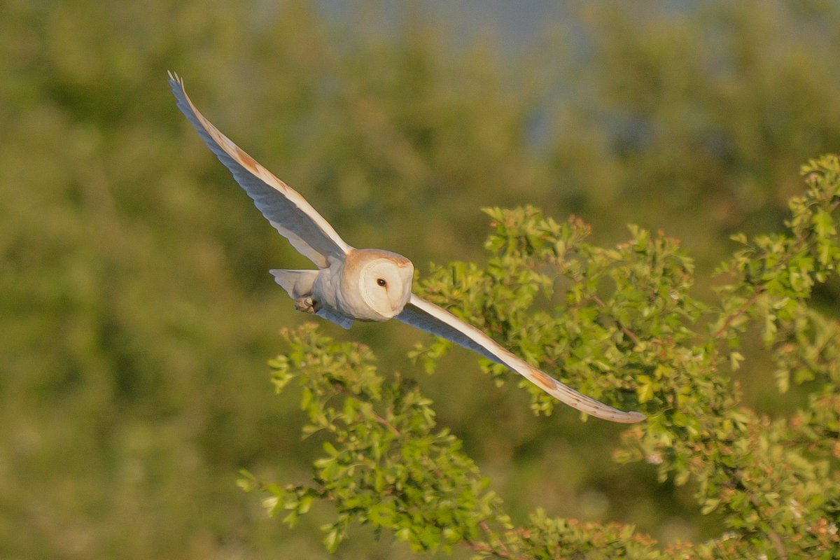 axbret's tweet photo. @teesbirds1 barn owl at tees marsh. https://t.co/p861WBVFvA