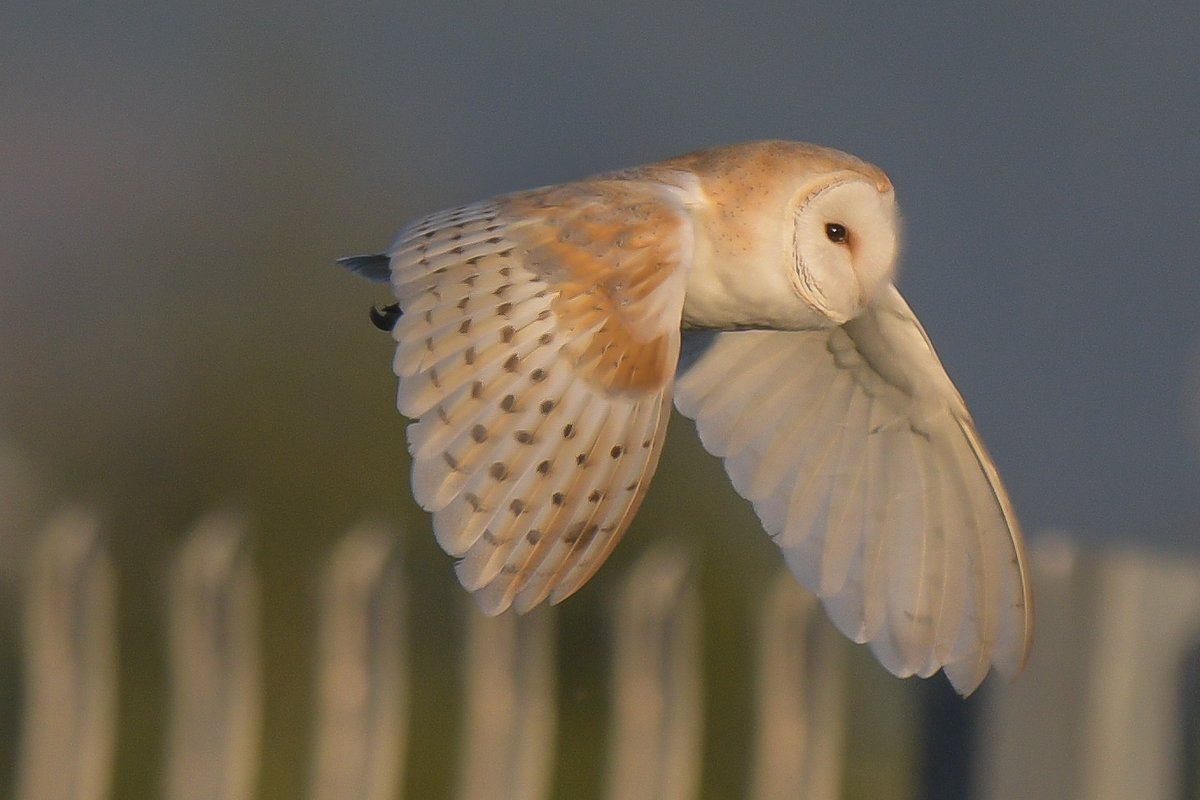 axbret's tweet photo. @teesbirds1 barn owl at tees marsh. https://t.co/p861WBVFvA