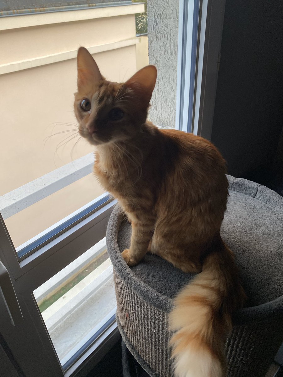 Je tweet la boule au ventre, mon petit chaton Pumpkin a disparu depuis maintenant 30h dans les environs de Trélazé/Angers, si quelqu’un l’aperçoit merci de me dire où sous ce tweet avec photo à l’appui si possible... RTs appréciés 😔