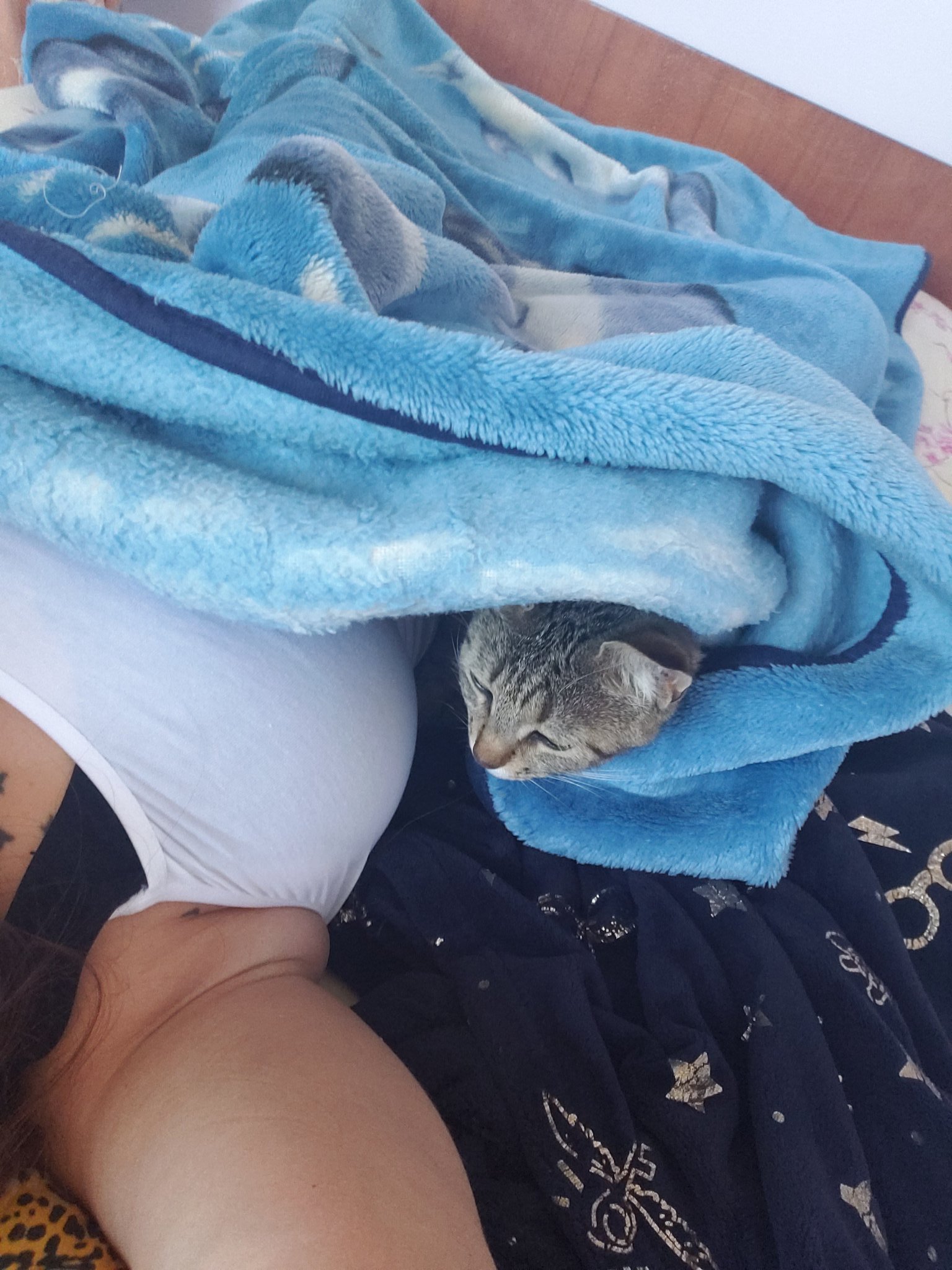 Ненастя 🛳 on Twitter: "Пришла сегодня в 6 утра, мурчала как трактор, ...