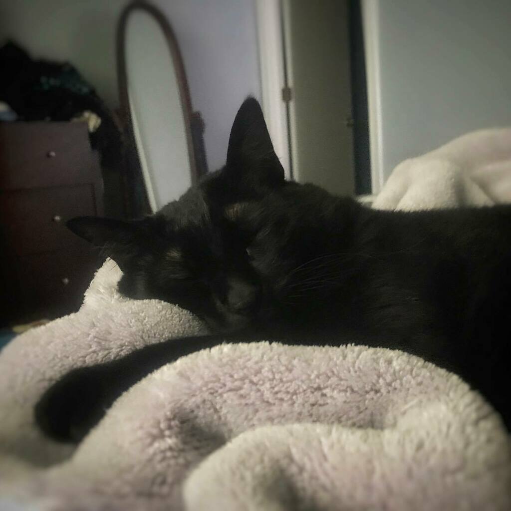 Sarah_Boo2121's tweet photo. Lazy naps wif meowm are my favorite #edenthenapper #comfybed #snoozles #blackcatclub #blackcatsofinstagram #catsofinstagram #witchykitty #housepanther https://t.co/shiR5kxiQu
