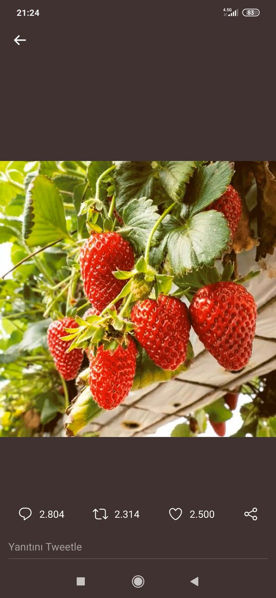 <a href="/DijitalKonya/">DİJİ 👀</a> Hüyük çilektir