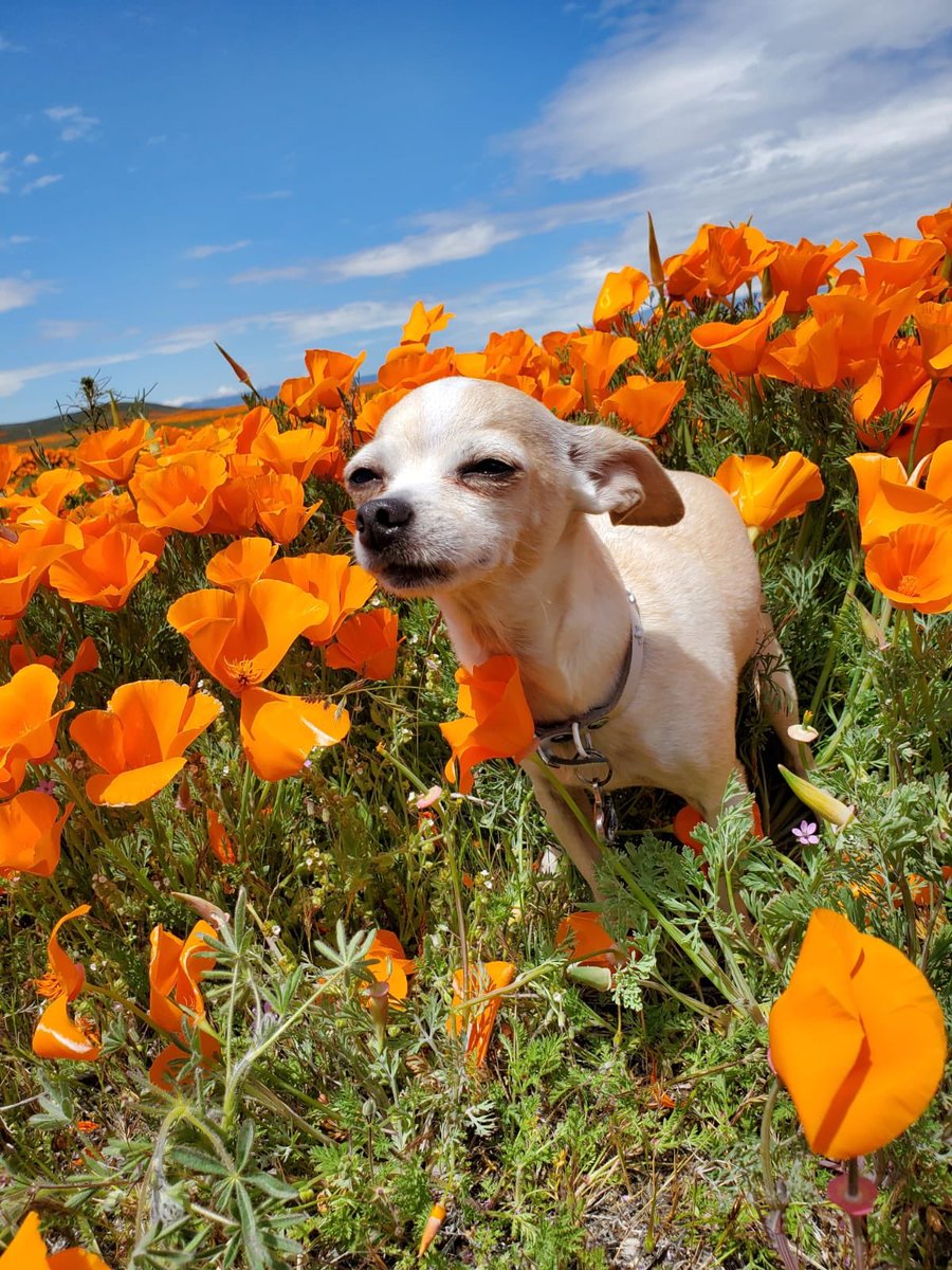 rooster6611's tweet photo. @Dianna_2Ns Sunday Wilson in Poppy’s https://t.co/HmadmnV7M4