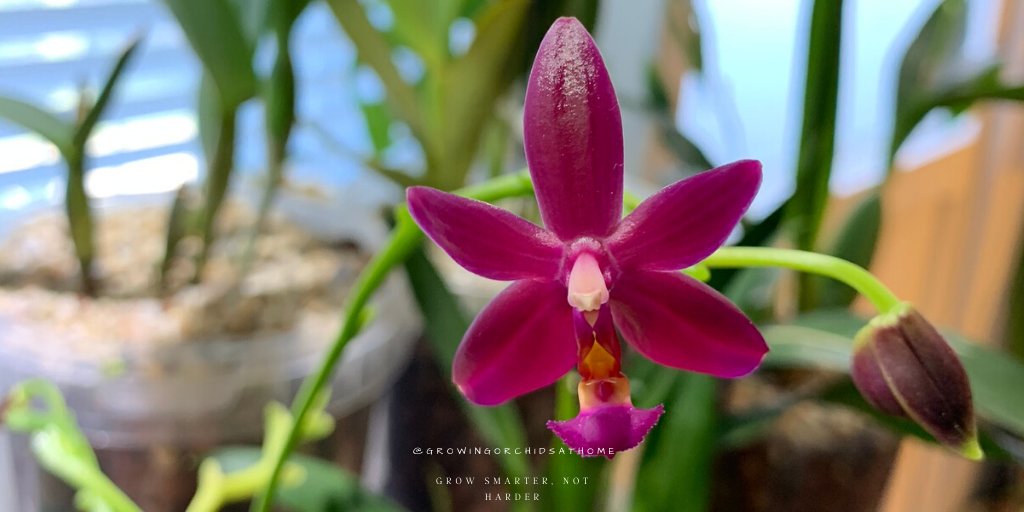 One of my ab. favs is back in bloom. #phalaenopsis Cornu-cervi "chattaladae' x Violacea 'dark norton blue' so, kind of a #Valentini. #growingorchidsathome #GOAH #semihydro #leca #orchidcommunitychatter #orchids #homegrownorchids  #polychilos #orchidsoftwitter