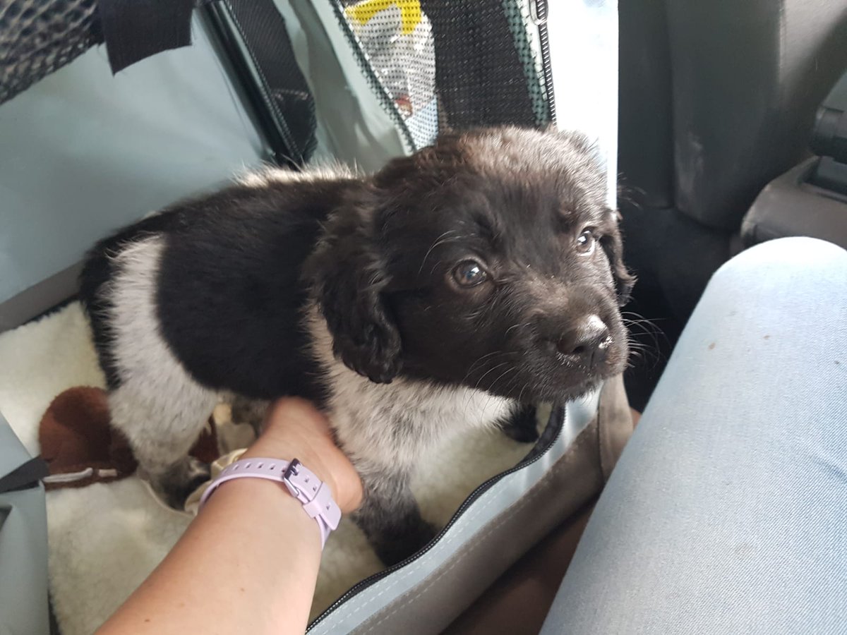 Kok_Ralph's tweet photo. Vandaag onze aanwinst/familie lid opgehaald... Daar is ze "Izzy" 🥰😊 https://t.co/N76IBFqCoK