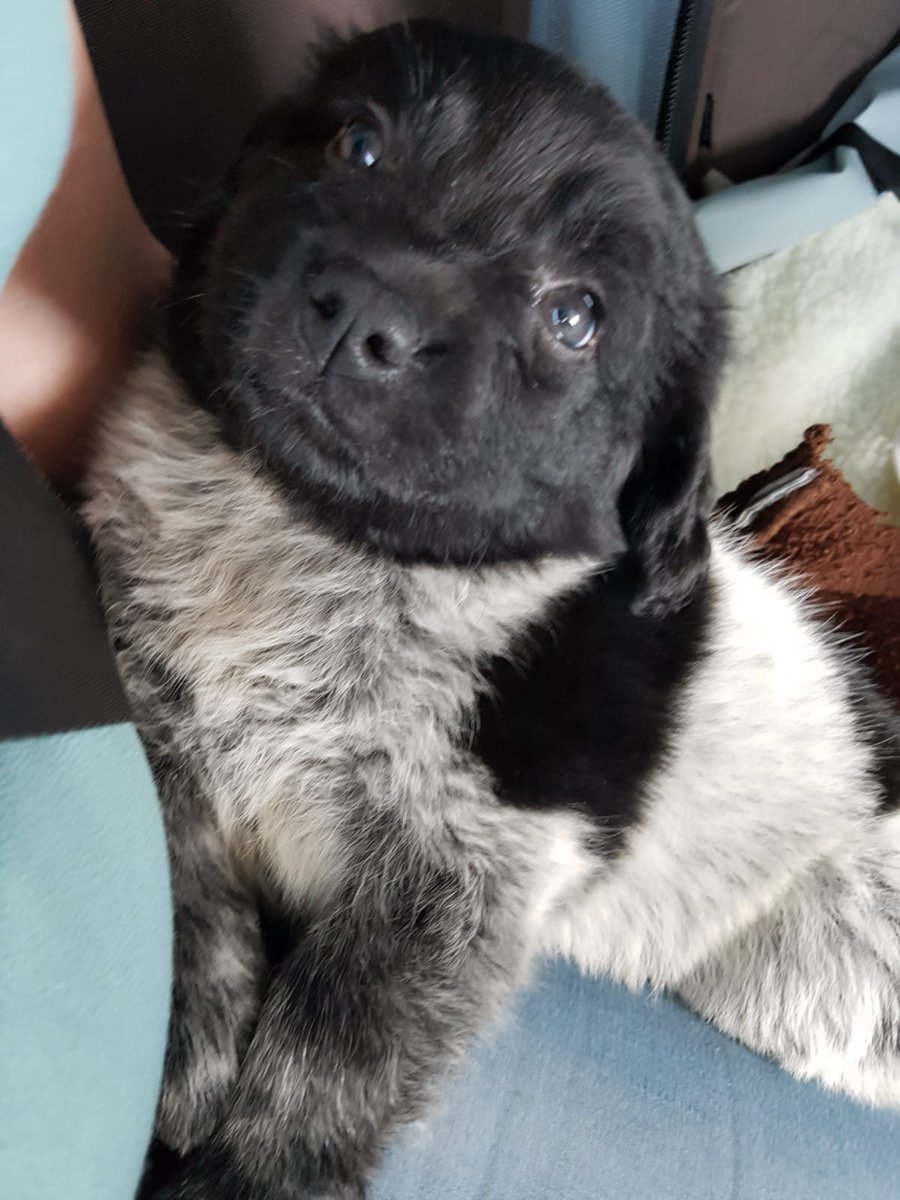 Kok_Ralph's tweet photo. Vandaag onze aanwinst/familie lid opgehaald... Daar is ze "Izzy" 🥰😊 https://t.co/N76IBFqCoK