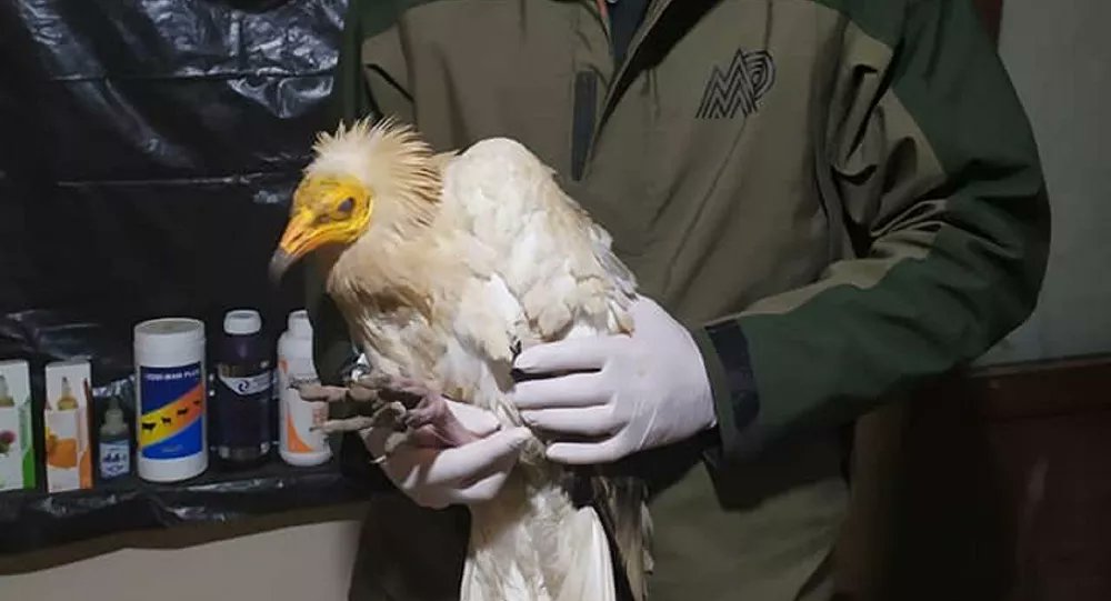 Eskişehir’in Mihalıççık ilçesinde üzerinde uydu vericisi bulunan bir küçük akbaba kuşu bulundu. Tedavi altına alınan akbabanın GPS ile Bulgaristan tarafından takip edildiği belirlendi.