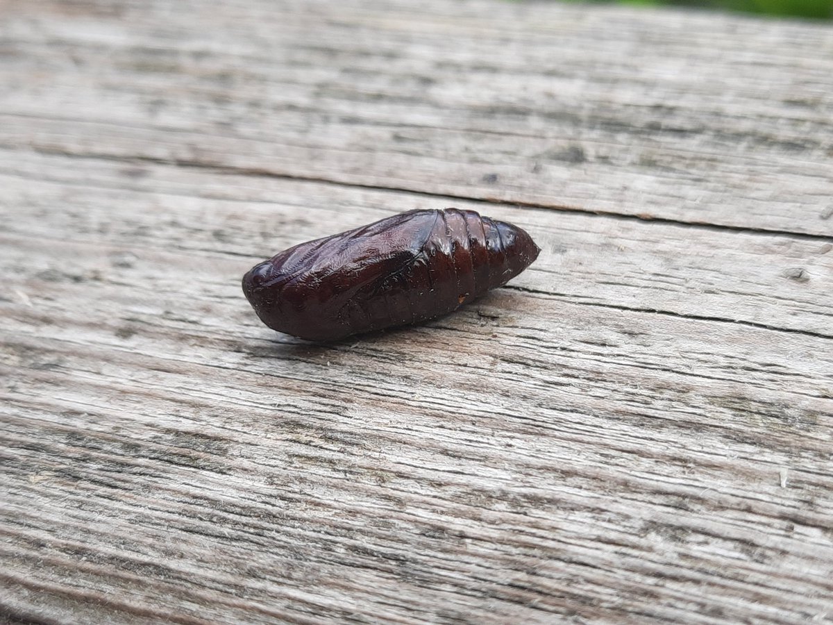 Kim Launert tweet media