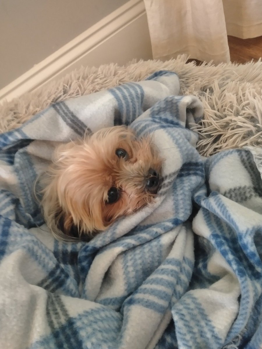 chopstalk1111's tweet image. Just stop. 
#doglove #dviousnetwork #dogo