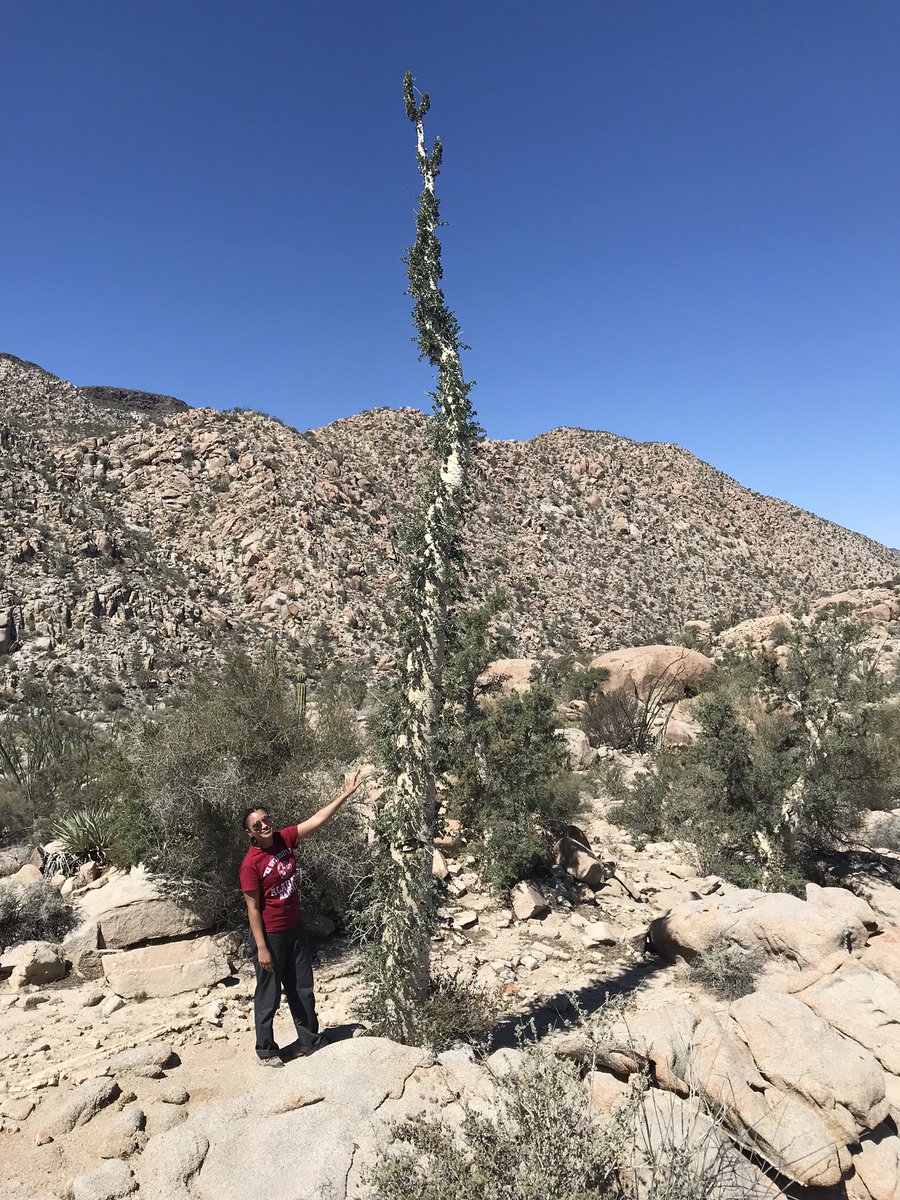 Day 1 of  #BlackBirderWeek is  #BlackInNature. As a black plant systematist, I’ve traveled throughout the southwest in search of the shrub  @Glossopetalon. These experiences deepened my connection with  #nature and gave me the opportunity to explore, learn, and grow as a person. 1/13