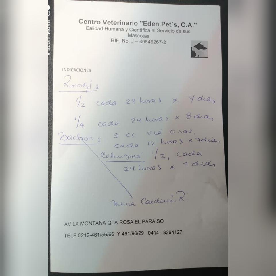 PerroUsuario Wof '•' tweet media