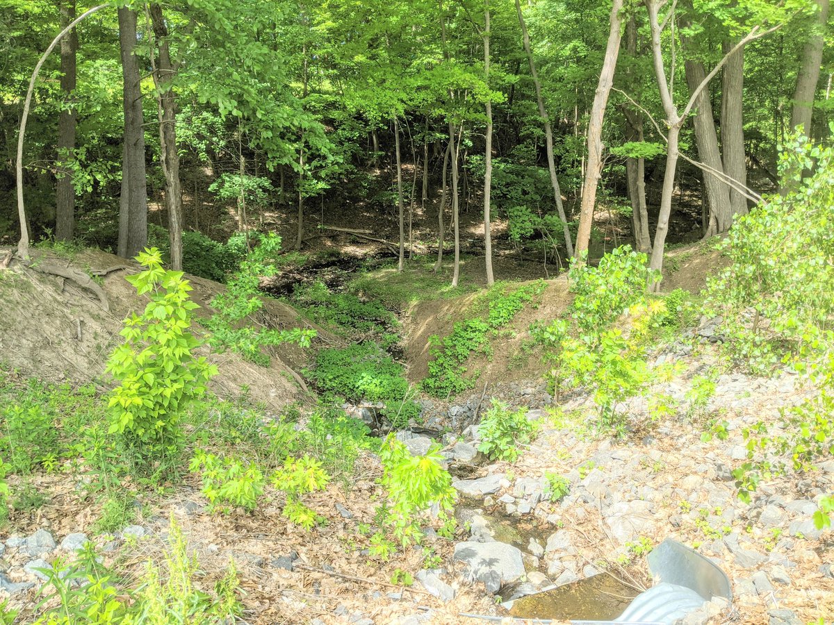 Sandwiched between the rail trail and the Plaza is a valley housing a creek, known colloquially as "the shopping cart graveyard". That was the destination of my walk today.