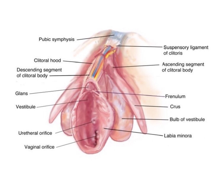 Labia minora