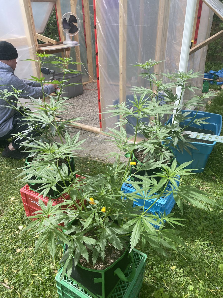 420_homegrow's tweet image. Babies 😍 #weedsociety #torontoweed #whitecookies #sativa #weedontario #homegrown #growingcannabis