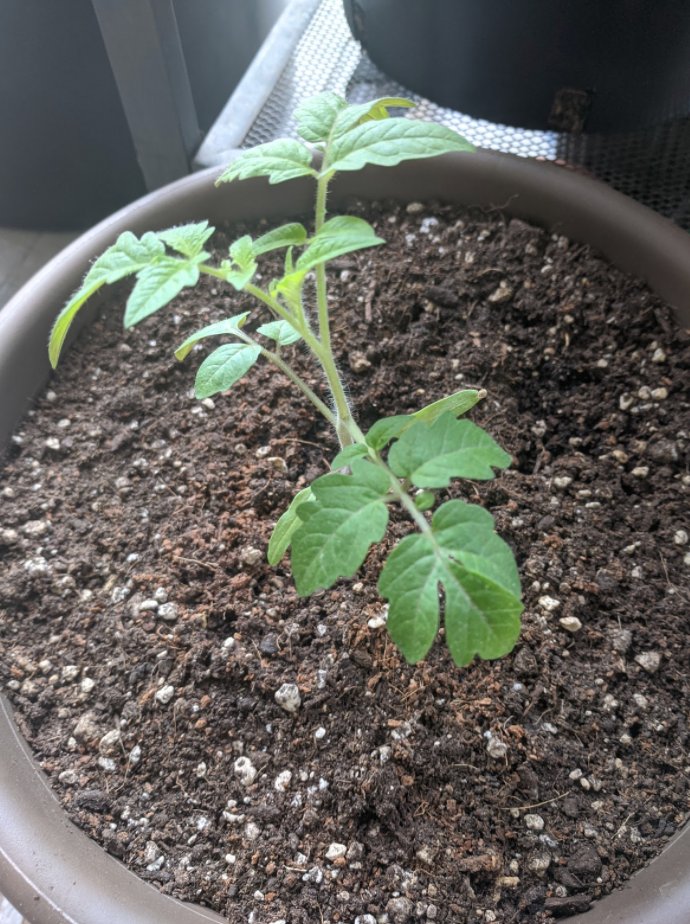 Tiny tomato plants ready to be transferred into their raised beds soon. I can smell the fresh pasta sauce already #STEM #growtogether #talesofgardening #containergardening