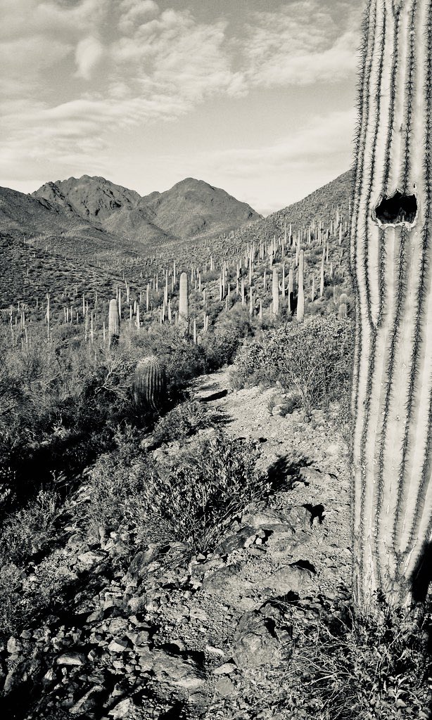 USMCAmericas's tweet photo. Thank you 🙏🏾 @TEPenergy Team!  @TucsonRomero @DavidAdameCPLC collaboratively leading @uscensusbureau #PPP @PrestamosCDFI https://t.co/zCftCcrlK1 y #TucsonIDA @SALCLeaders @SunCorridorInc @RobertYUribe @cityofyuma @pimaccsbdc @USCGNogales @UArizonaPres #TeamWork #MakesDreamwork! https://t.co/8aWspRrXEY
