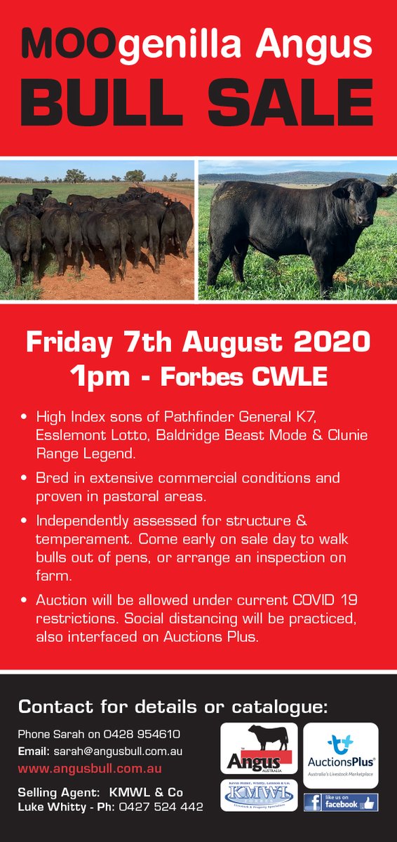 moogenillaangus's tweet photo. Here are the details for our annual sale! ๐ฎ๐
(Click on the image for all of the information)
The catalogue will be up on the website soon and we hope to see you at the sale!
#angusbulls #auction #moogenillaangus #condobolin #studstock #anguscattle #angus #farming #beef https://t.co/2fs750PFau