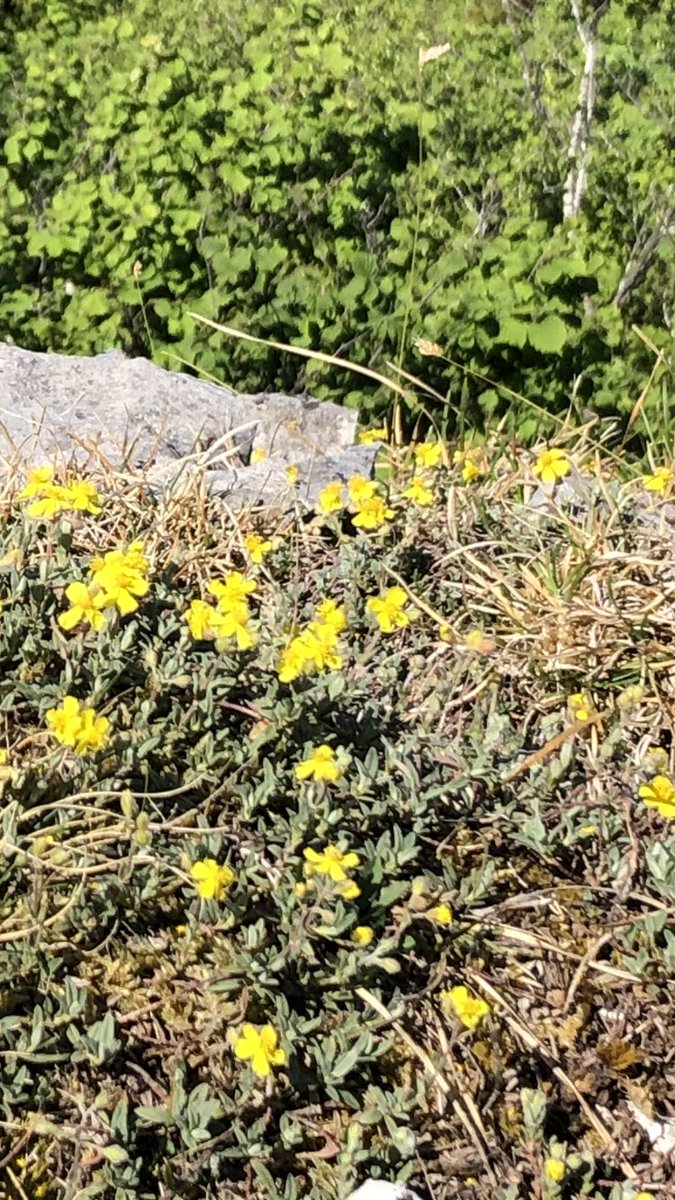 #wildflowerhour hoary rockrose, Helianthemum oelandicum, on Scout Scar, Kendal.