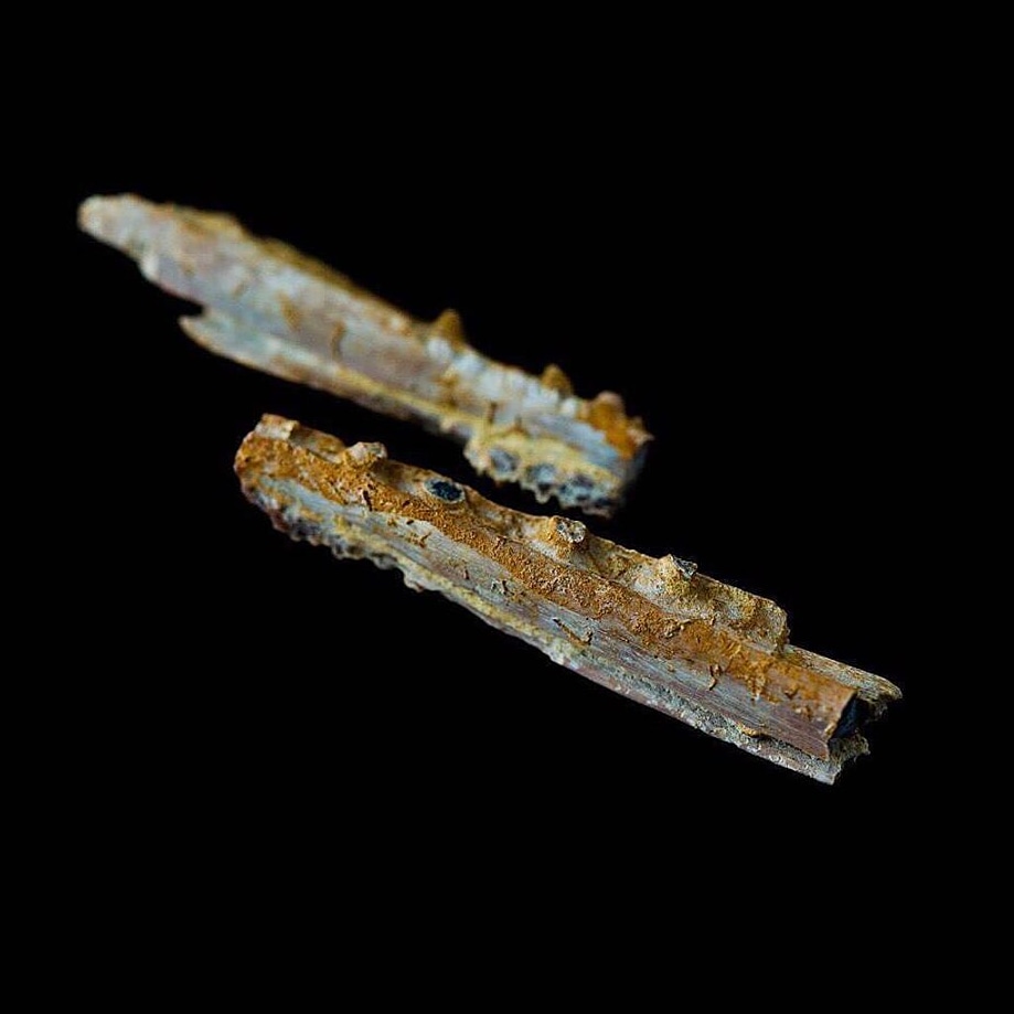 GeologyyScience's tweet photo. Two very twig-like jaws from a Belonostomus fish; sadly missing all his teeth. From the Mainstreet formation.
By @theonewithalltherocks
#geology #science #geologyscienceofficial #fish #fossilfish #herefishyfishy #belonostomus #texasfossils #cretaceous #fishteeth #jaws https://t.co/TAh7lFyXqV