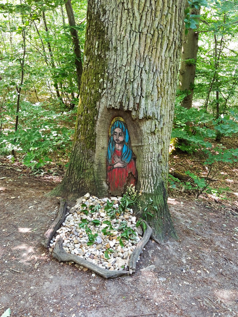 #foretdomanialedemarly Vivre en bordure de forêt c'est y découvrir tous les jours de nouveaux #trésors