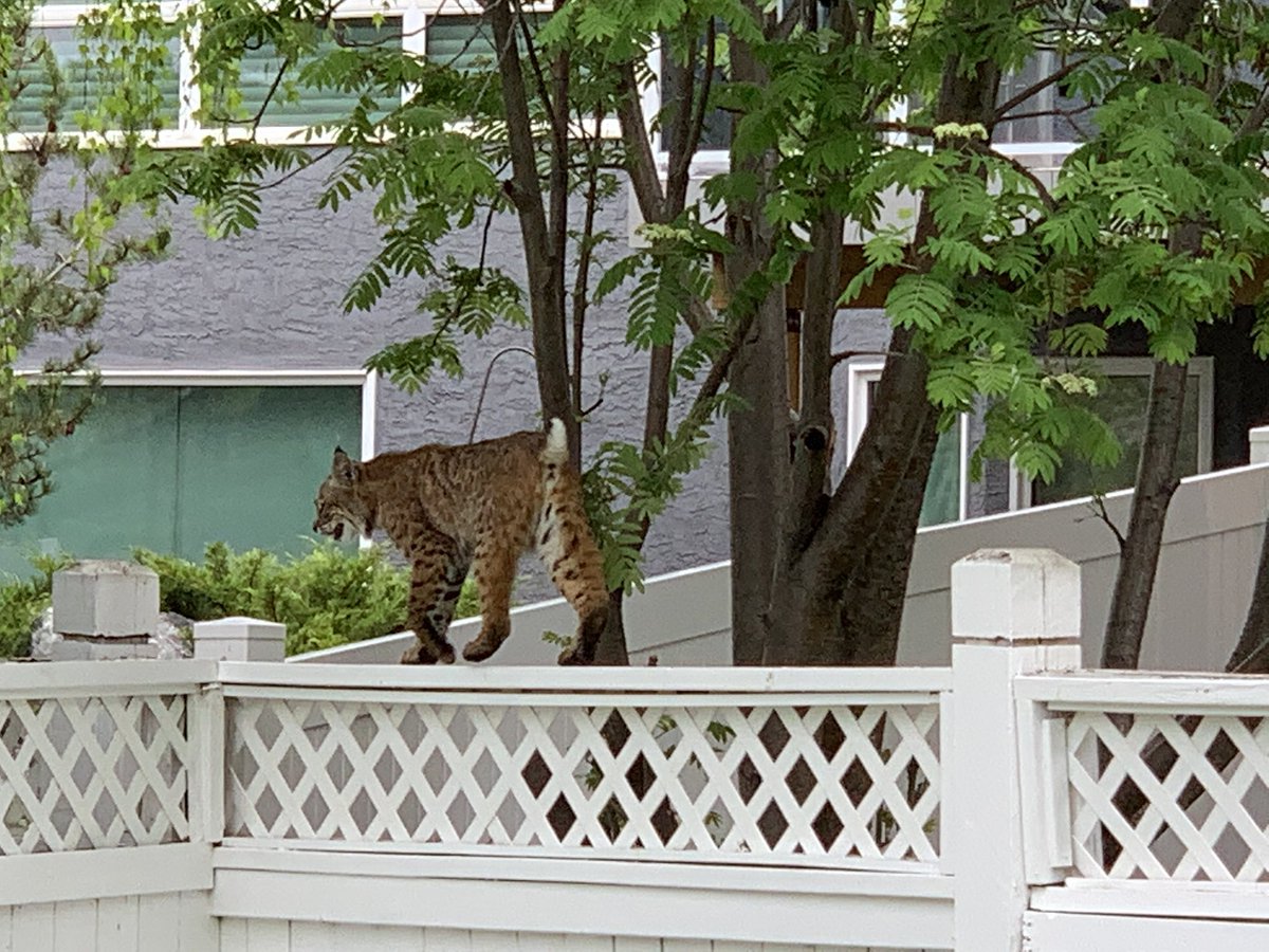 Bobcat in the garden!
