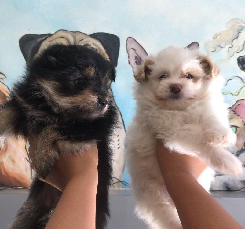 dogsnibian's tweet photo. Popo and Shelly ♥️ #PoLly or #ShePo ??? https://t.co/eZqgNT3Q5w