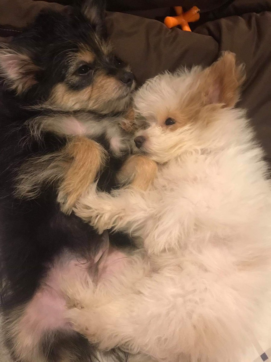 dogsnibian's tweet photo. Popo and Shelly ♥️ #PoLly or #ShePo ??? https://t.co/eZqgNT3Q5w