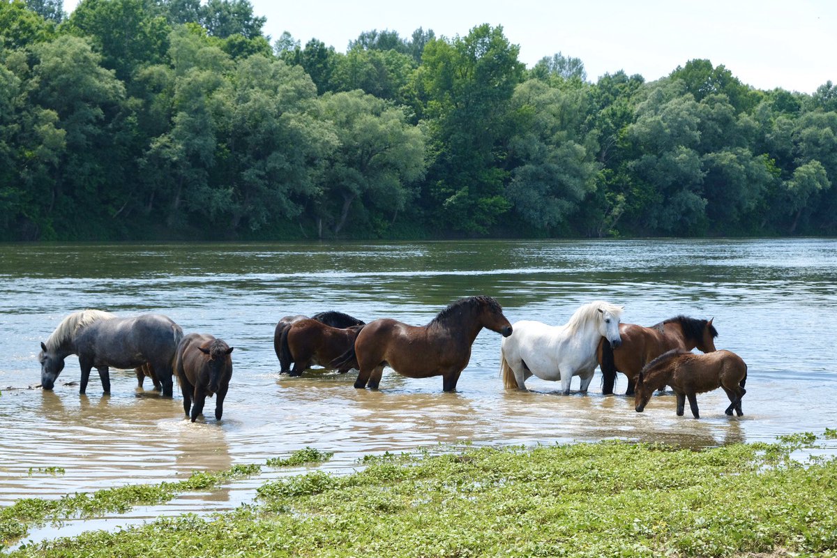Putopis's tweet photo. Lonjsko polje nature park in #Croatia is one of the biggest and most preserved floodplain areas in Europe 🌿 Find out more about this beautiful place in our blog  https://t.co/9OOG8CCZub ☀️ 
#naturelovers #nature #horses #birdwatching #natgeo #guardiantravel #bbctravel #frommers https://t.co/P6PrASi2sC