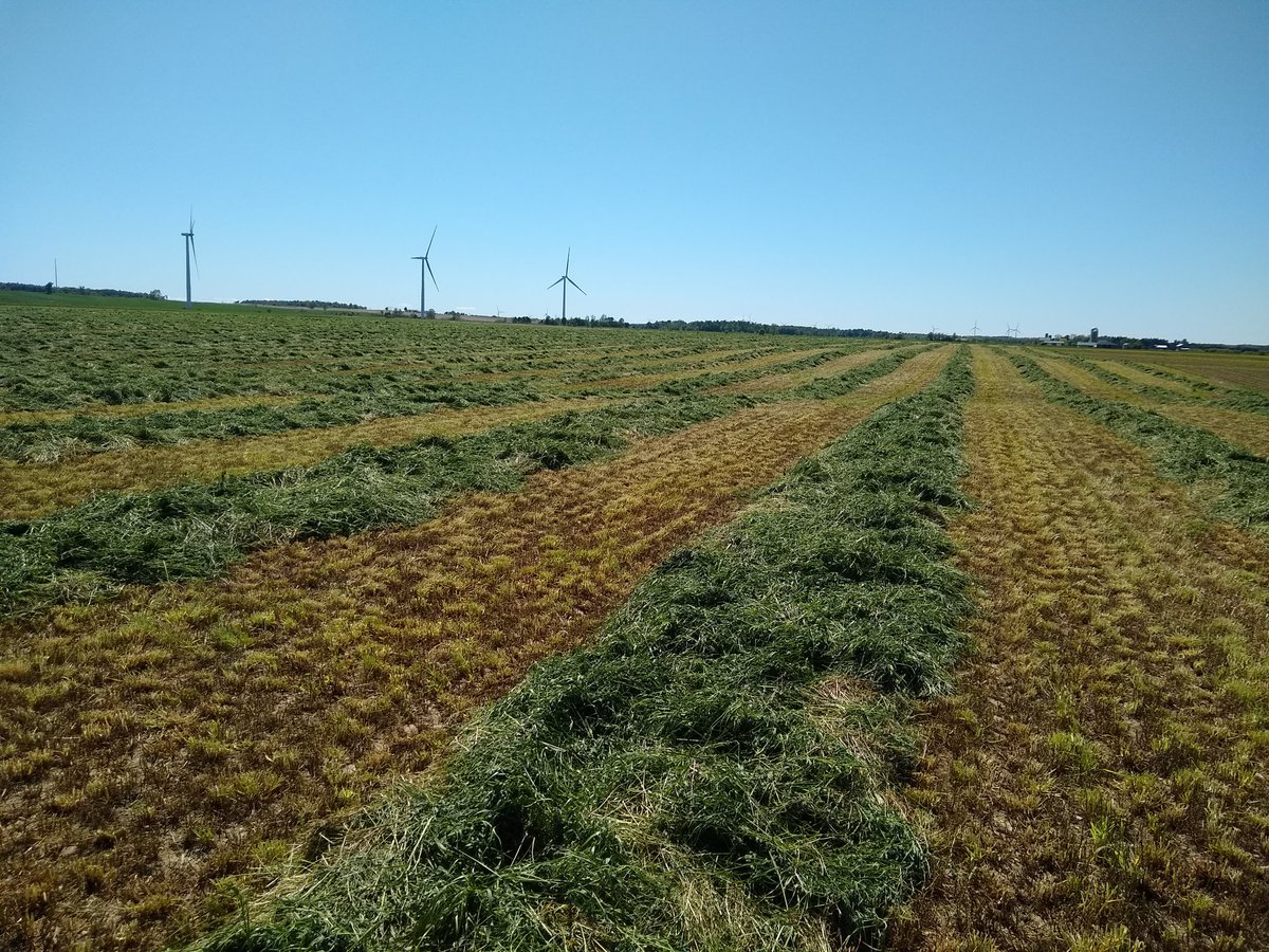 AlbertKennes's tweet photo. @seed_general Another great hay crop thanks, Wayne DeBoer https://t.co/2i80vjCmnJ
