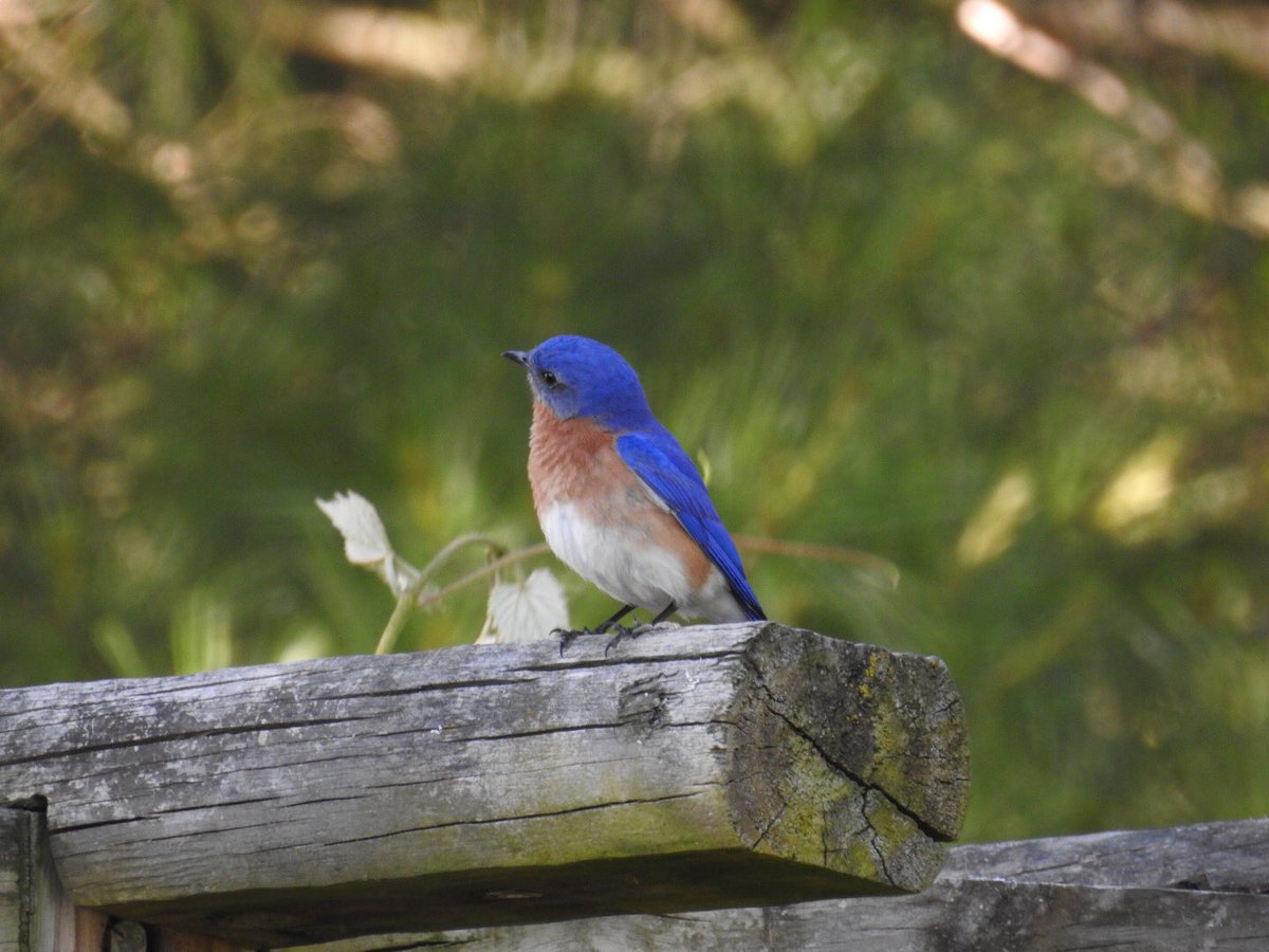 mountainsofva's tweet photo. Free room and board for this bluebird family.  Papa bird checking out the extra amenities. #birds #bluebirds #nature #naturelovers #NaturePhotography https://t.co/5vWFQeM09Y