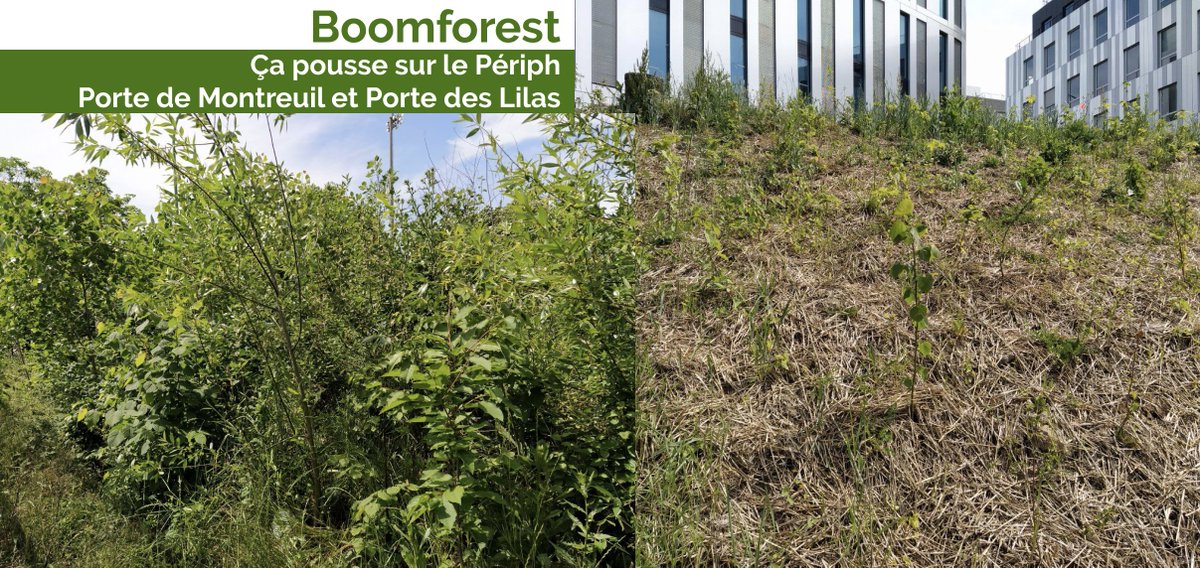 Les petites #forêts #Miyawaki sur le Périph de <a href="/Paris/">Paris</a> poussent 🌱🍀🌿🐞🪲🐝🌷
(26 mois celle à la Porte de Montreuil, 6 mois celle à la Porte des Lilas)