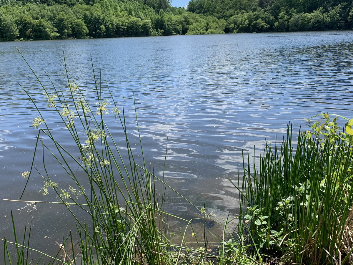 a_krellwitz's tweet image. What a beautiful day for our virtual JDRF One Walk to End Diabetes! 
Thank you to all who supported and who have made a donation. FYI: donations today will be matched! 
#WillPower #StrongerTogetherDMV #TypeOnetoTypeNone #UnstoppableType

www2.jdrf.org/site/TR?fr_id=…