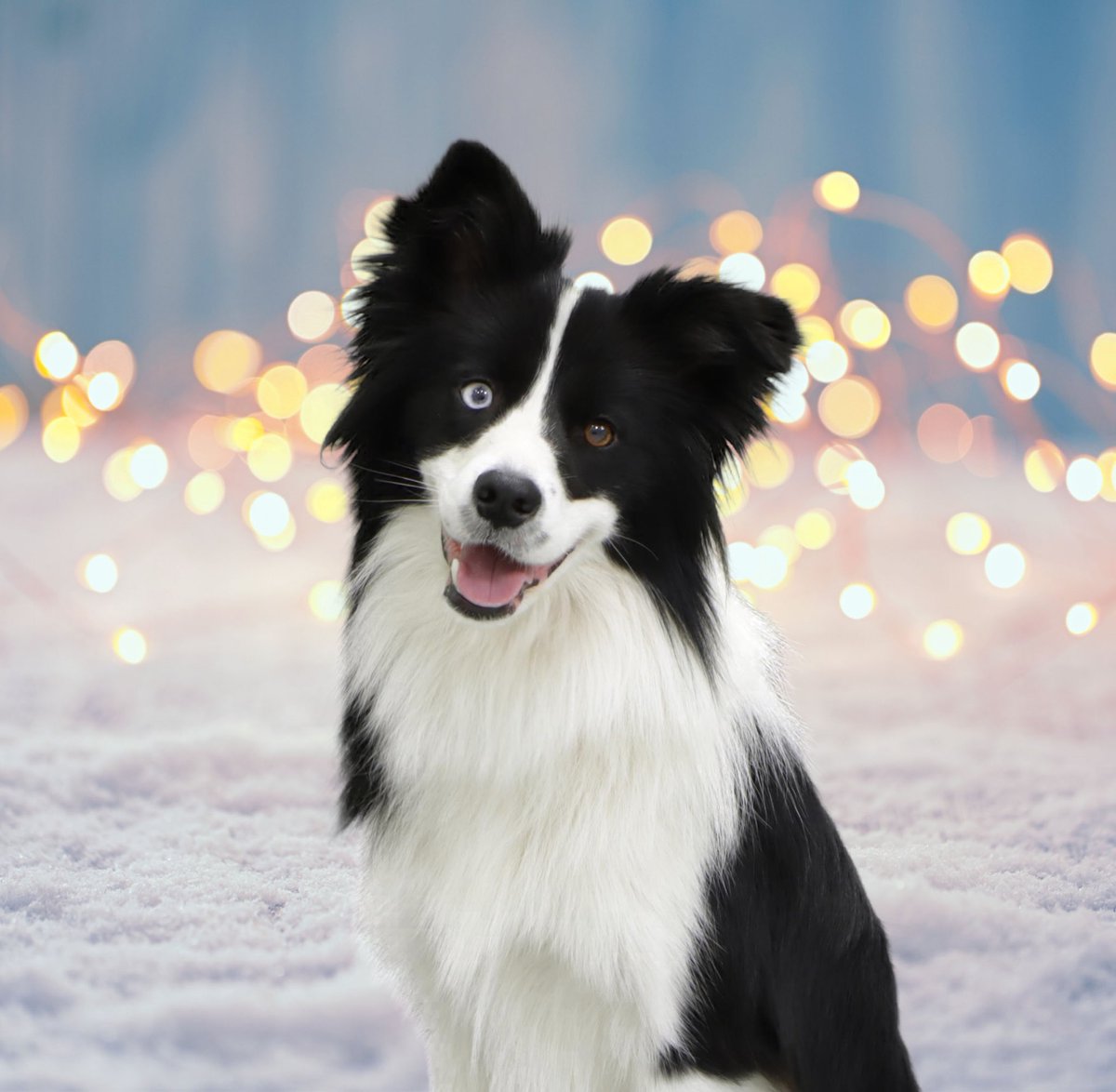 セルフスタジオあにまるぱれっと 昨日ご来店いただいた可愛いお友達をご紹介します ボーダーコリーのさくらちゃんです オッドアイが素敵な可愛らしい子でした ご来店ありがとうございます またお待ちしております ボーダーコリー セルフスタジオ