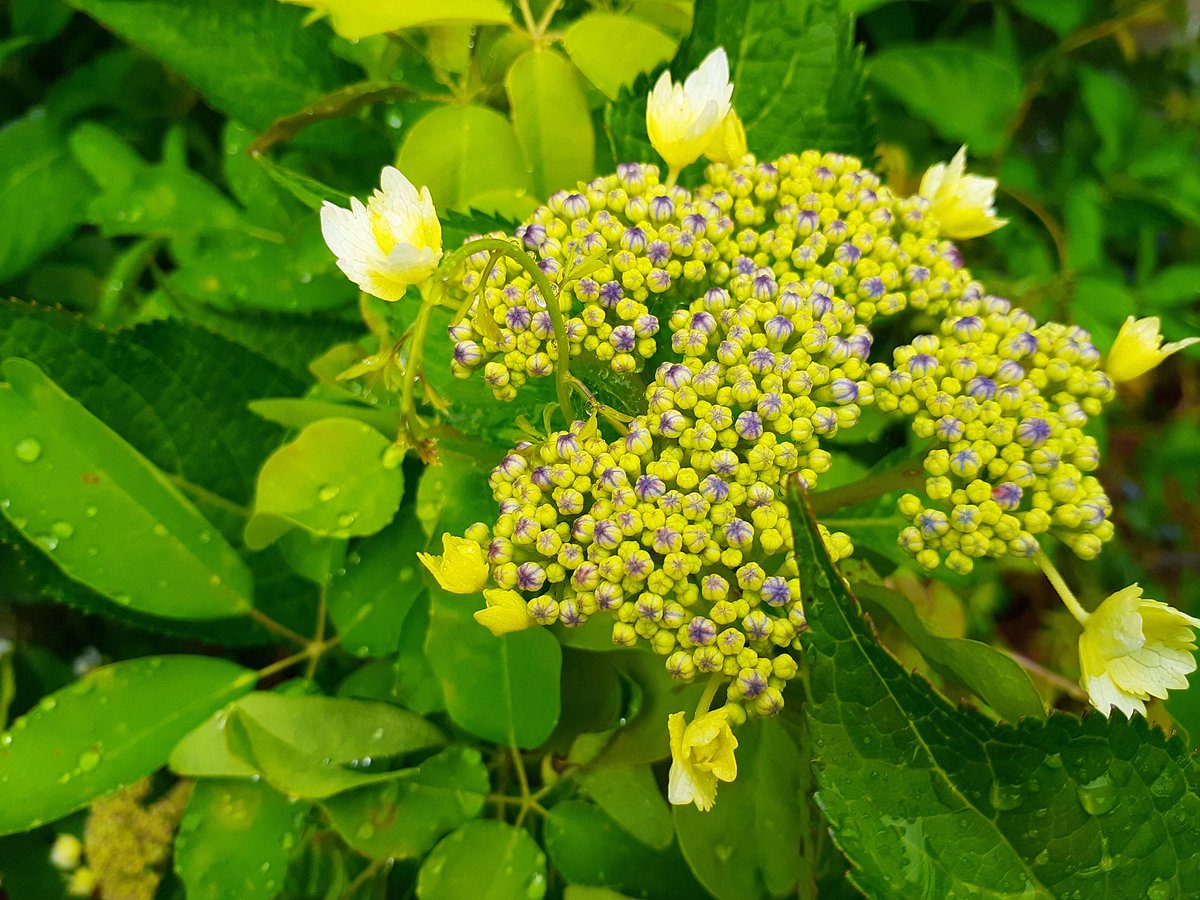 Akiri 紫陽花にアケビが絡まって 気になっていたのだけれど あっというまに伸びていく あけび 花言葉 才能 唯一の恋