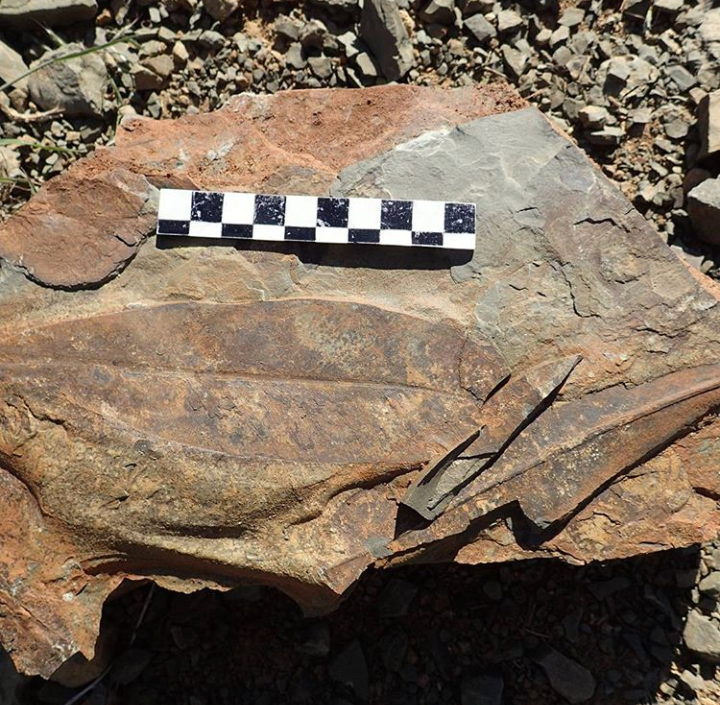 Avie 🦄🦋🌿🌼🌳🗺🔎⚒🔮 tweet media