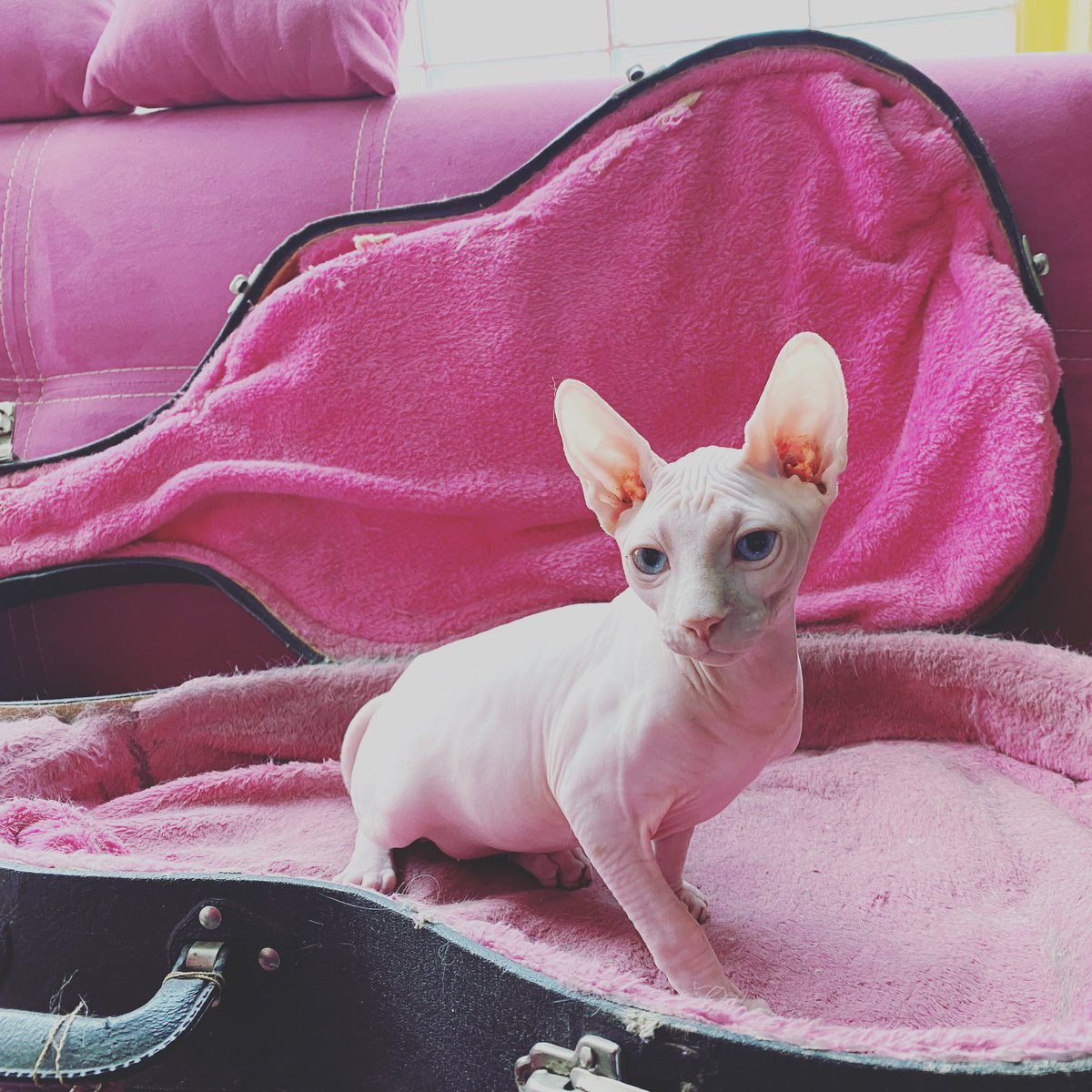 Les presento al nuevo miembro de la familia. Aun no tiene nombre pero estamos en eso. #sphynx #sphynxmx #sphynxcat #sphynxofinstagram #sphynxlover