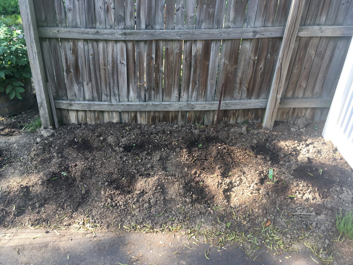 okra seedlings