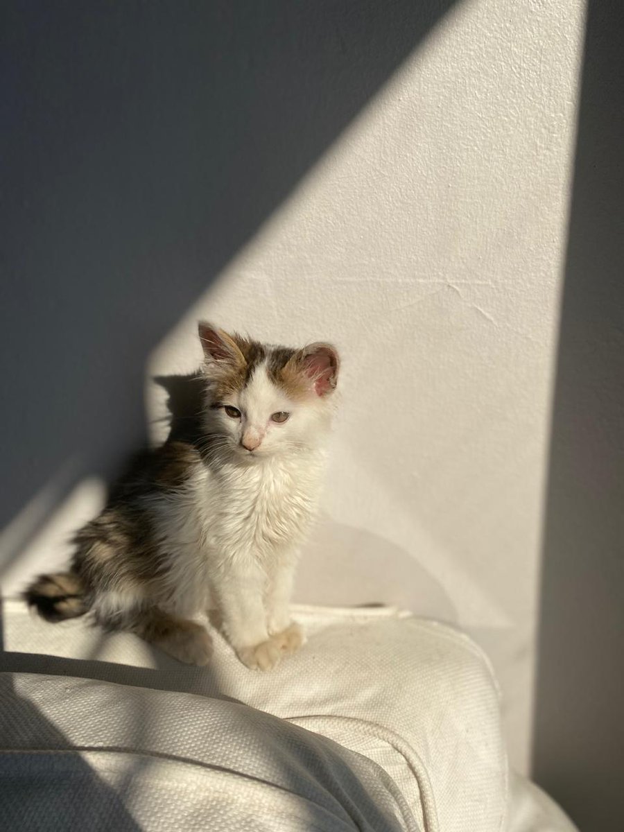 Mr Jack Gibbels the cat.