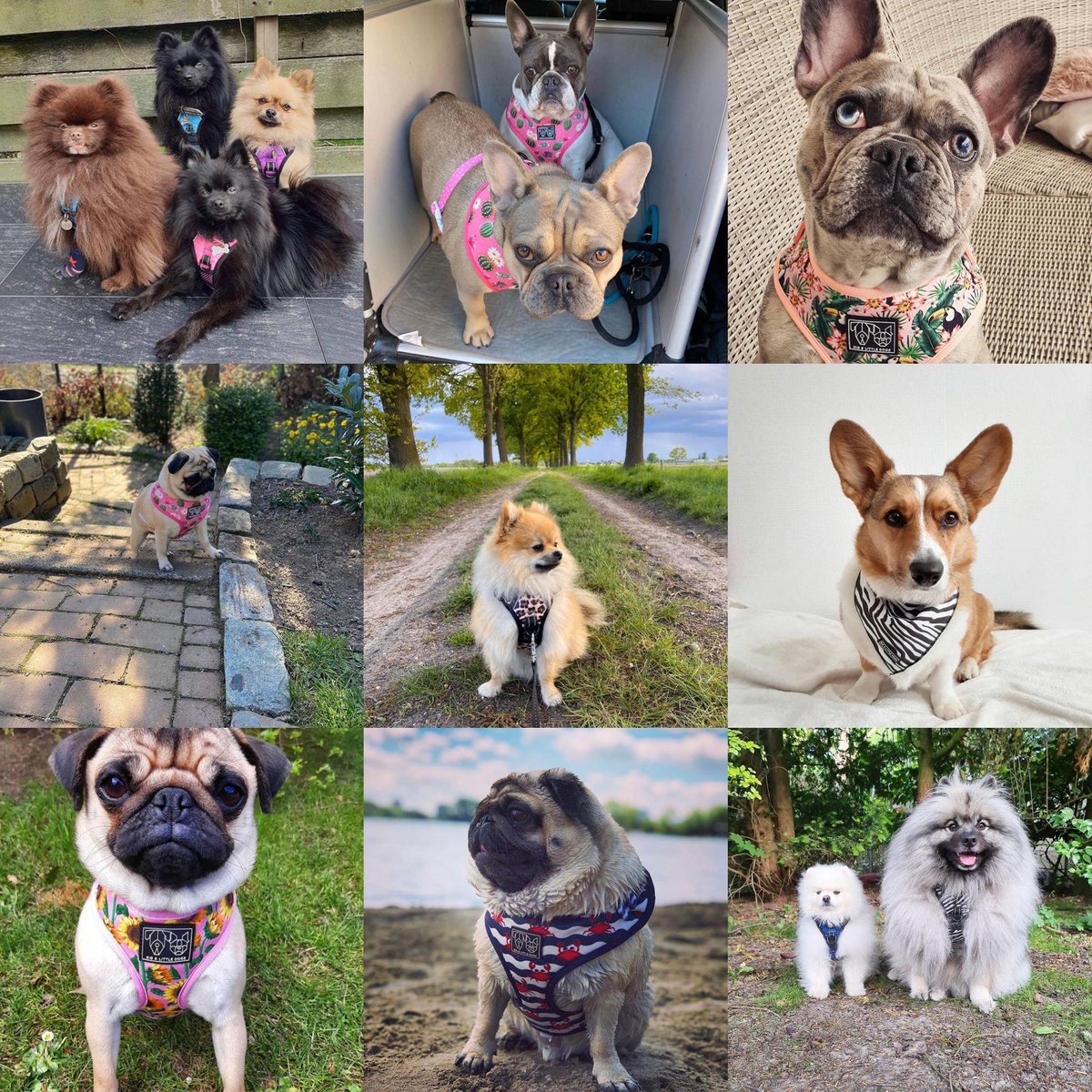 Voor de honden &amp; kattenliefhebbers! Alleen dit weekend 15% korting op alle artikelen in de rubriek discount met de code: Zon15 ☀️ ceesencoosshop.nl/discount/