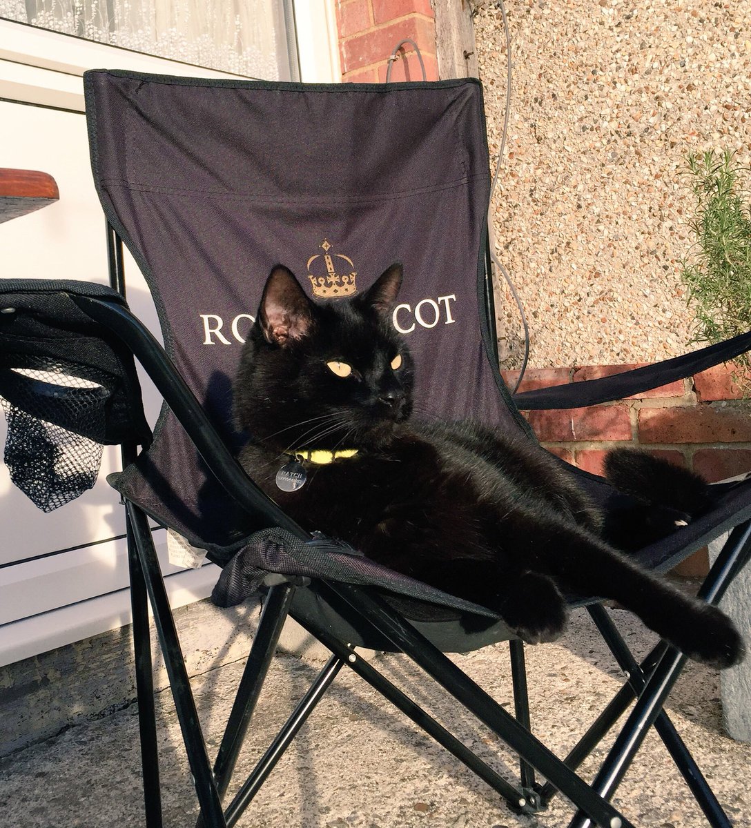 cat_patch's tweet image. What is a kingdom without its king!