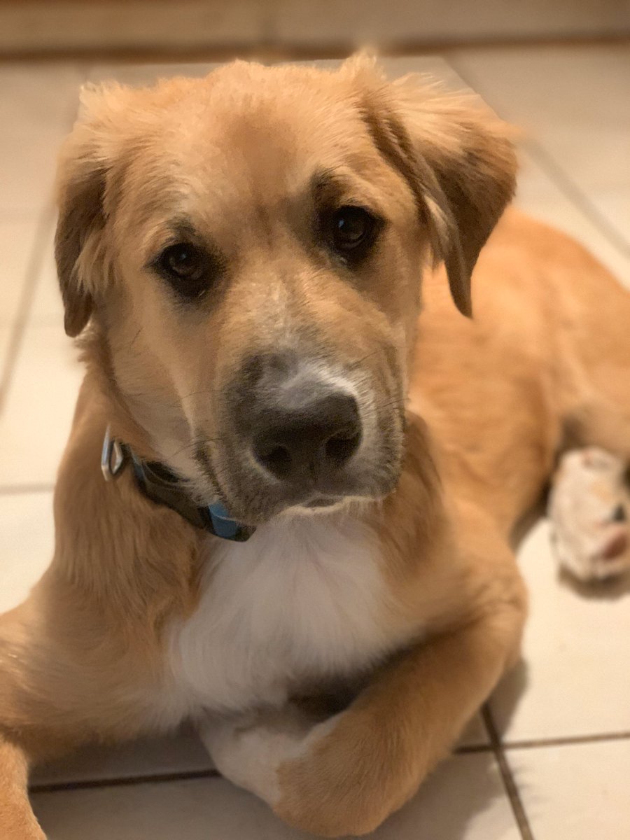 DesignVHL's tweet photo. Timber wondering where all the treats went! In your belly puppy! #timberdog https://t.co/L5ingaK85n