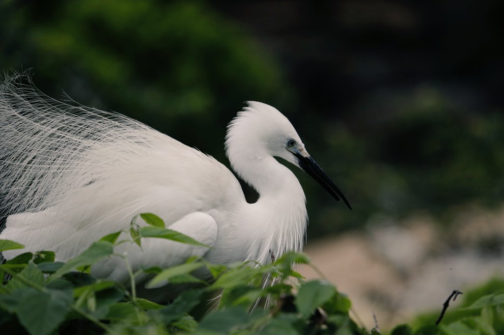 飛んでいる鳥